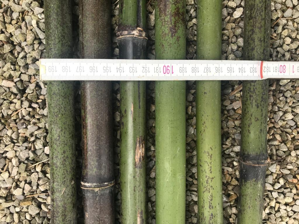 bamboestokken, Tuin en Terras, Bloembakken en Plantenbakken, Nieuw, Overige materialen, Binnen, Balkon, Tuin, 60 cm of meer, 100 cm of meer