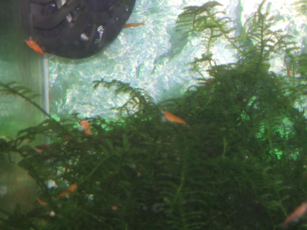 Oranje garnalen, Dieren en Toebehoren, Vissen | Aquariumvissen