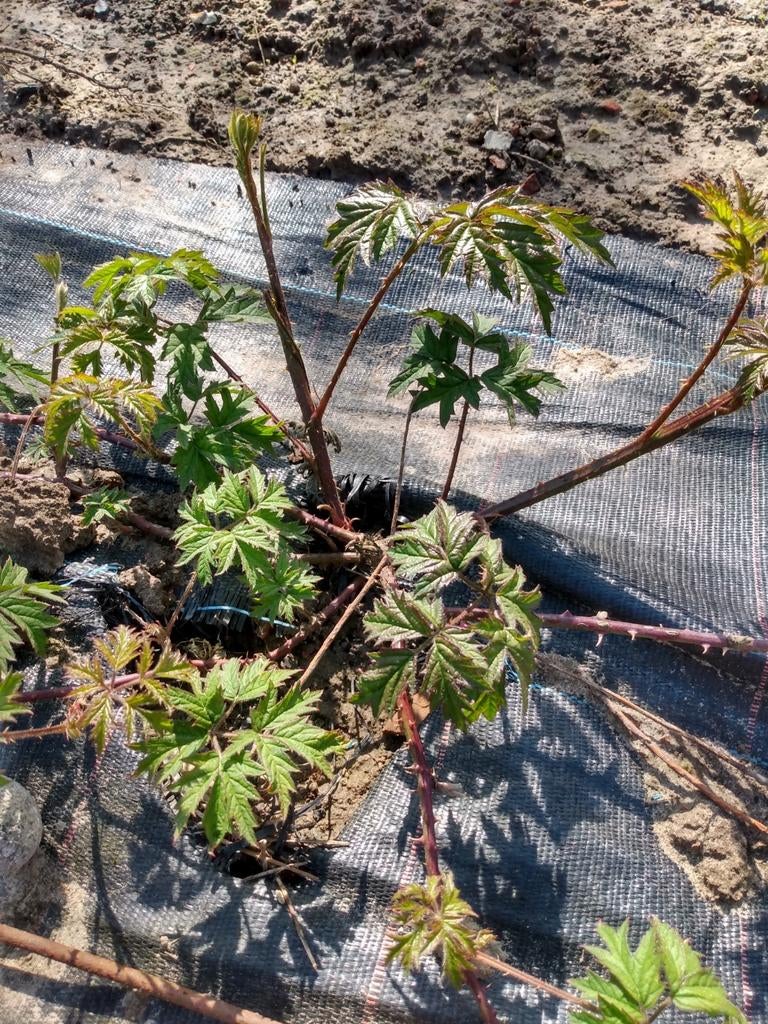 Braambessenplant, Ophalen