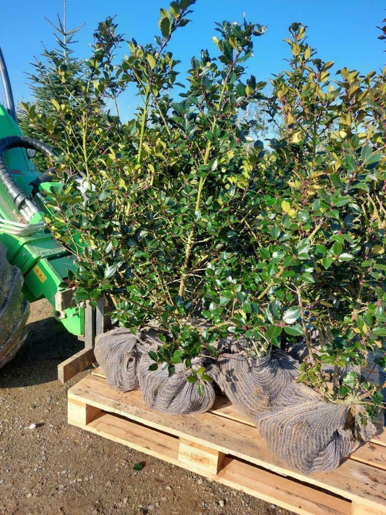 Du houx variété Prince bleu / princesse bleue / ange bleu, Enlèvement, Houx, Haie, Moins de 100 cm