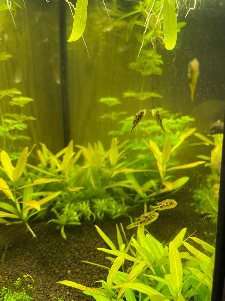 Aquarium met mini kogelvissen fishes, Vis, Zoetwatervis