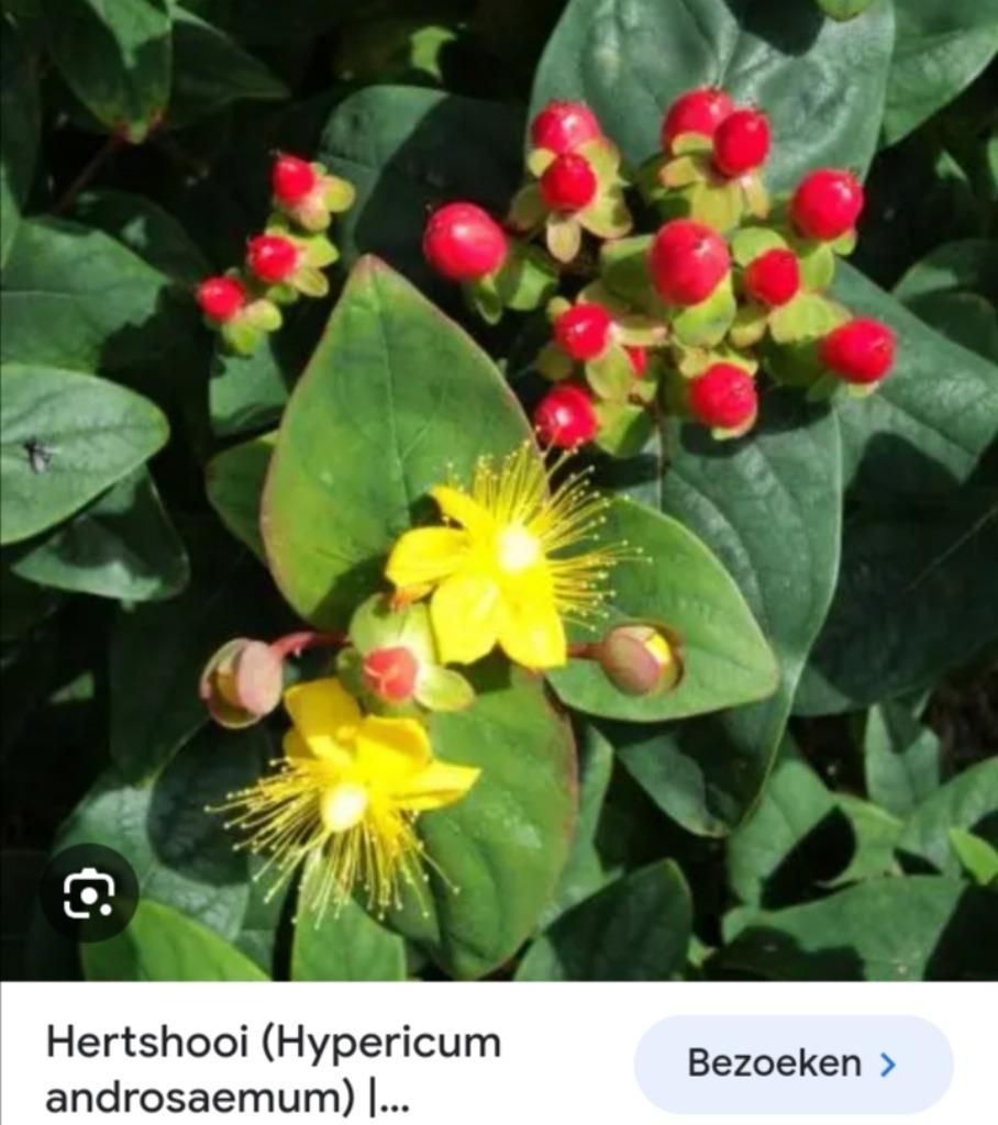 Struikje hertshooi, Autres espèces, Plein soleil, Été, Enlèvement