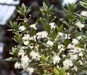 Gezocht: mirte struikje (Myrtus communis), Tuin en Terras, Ophalen of Verzenden, Struik