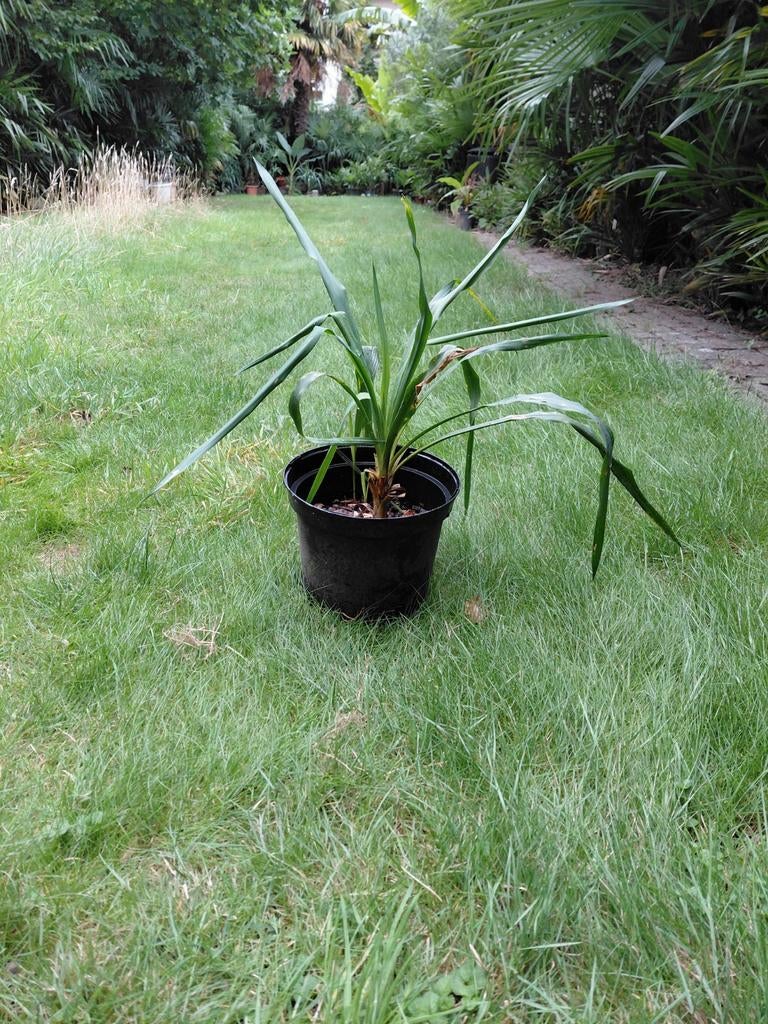 Yucca spotprijs 10 euro, Enlèvement