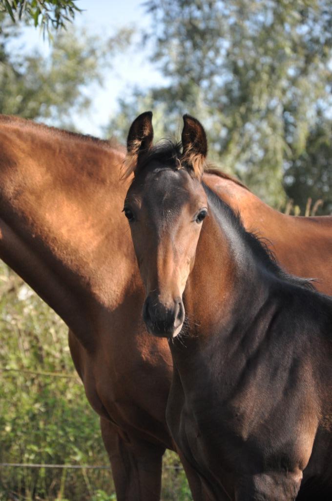 Dressuurveulen met topafstamming – Vinikiros of Cobronc, Dieren en Toebehoren, Paarden, Met stamboom, Dressuurpaard, 0 tot 2 jaar