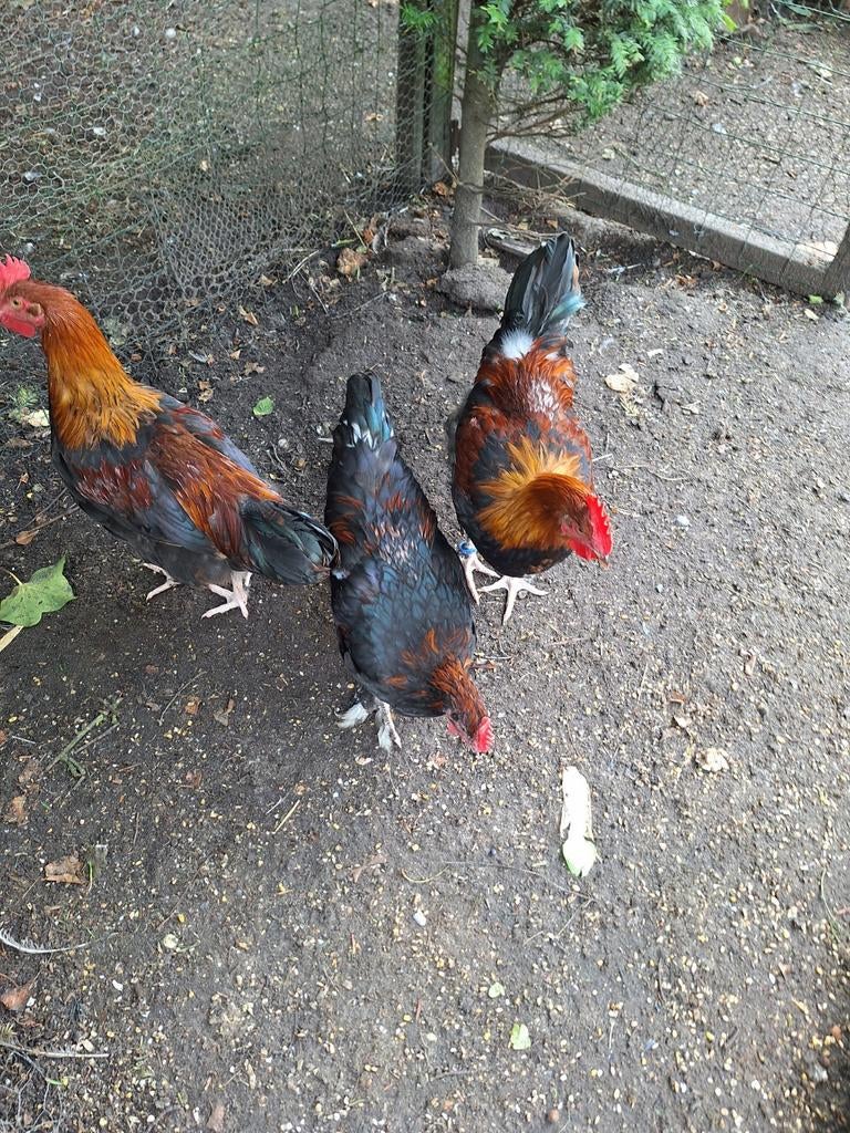 Broedeieten van zwart koperhals, Dieren en Toebehoren, Pluimvee
