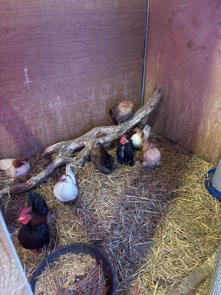 Serema broedeieren (GRATIS VERZENDING), Dieren en Toebehoren, Kip