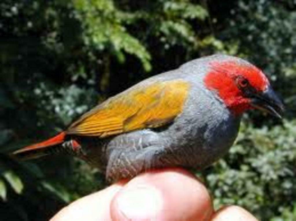 masque rouge astrilde, Animaux & Accessoires, Plusieurs animaux, Oiseau tropical, Bagué