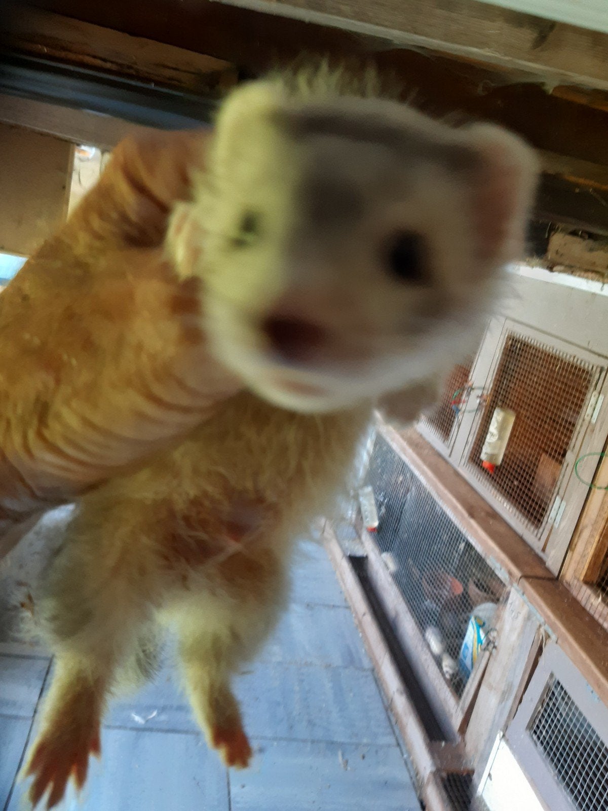 Angora fretjes, Dieren en Toebehoren, Overige Dieren, April, Mannelijk