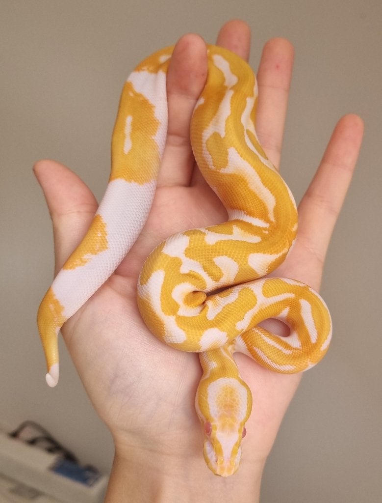 0.1 ( black head ) dreamsicle koningspython