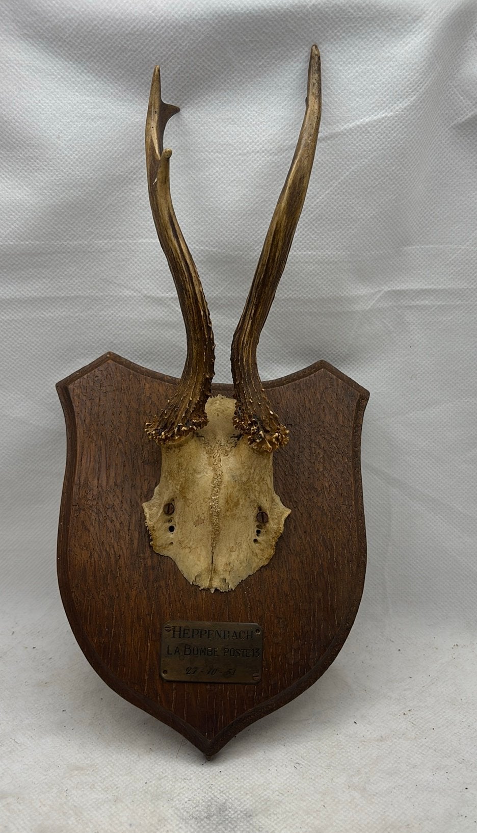Deer Antler Trophy on Wooden Shield Heppenbach, Belgium 1951, Enlèvement ou Envoi, Buste