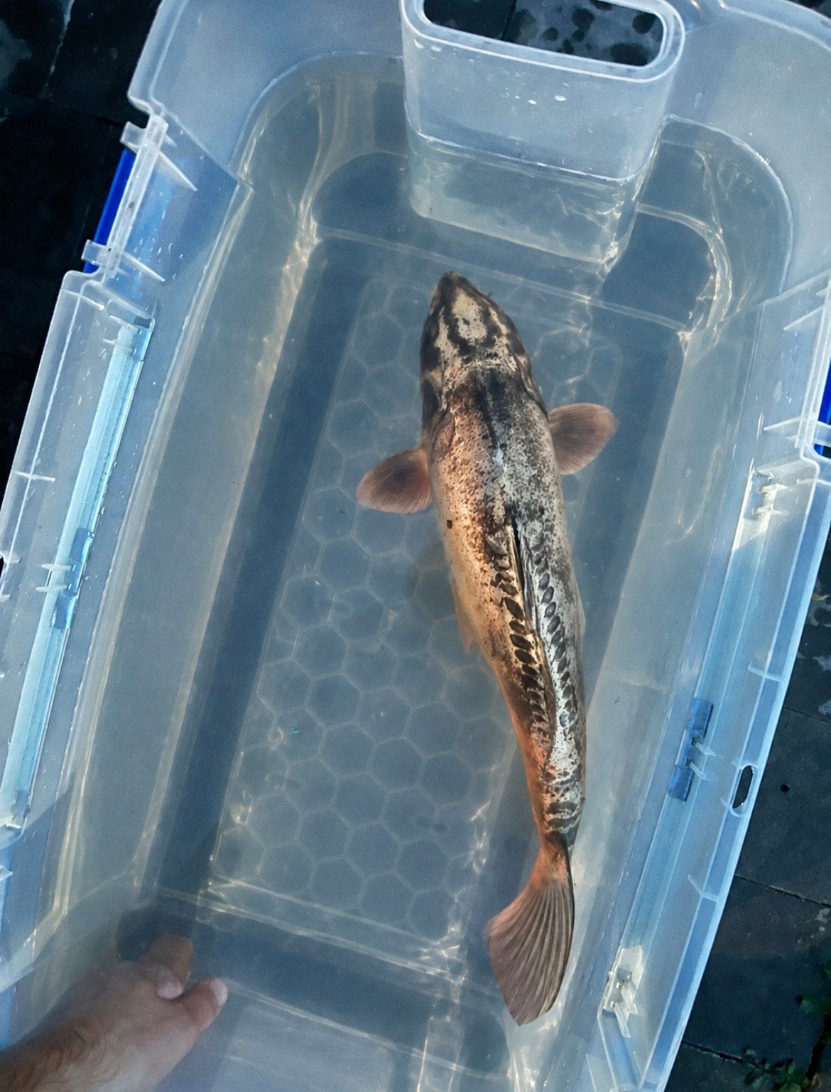 Kumonryu koi 50 cm