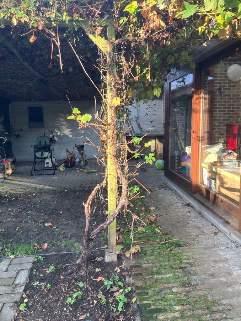 2 druivelaars (zelf uit te doen), Jardin & Terrasse, Enlèvement
