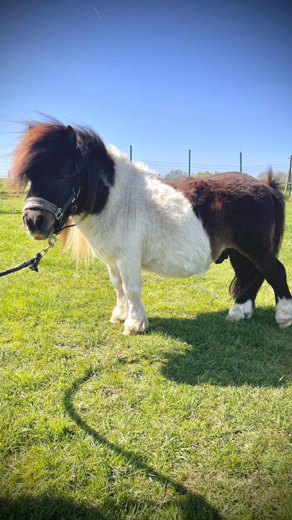 Ter dekking aangeboden, Mise à l'étable, 1 cheval ou poney