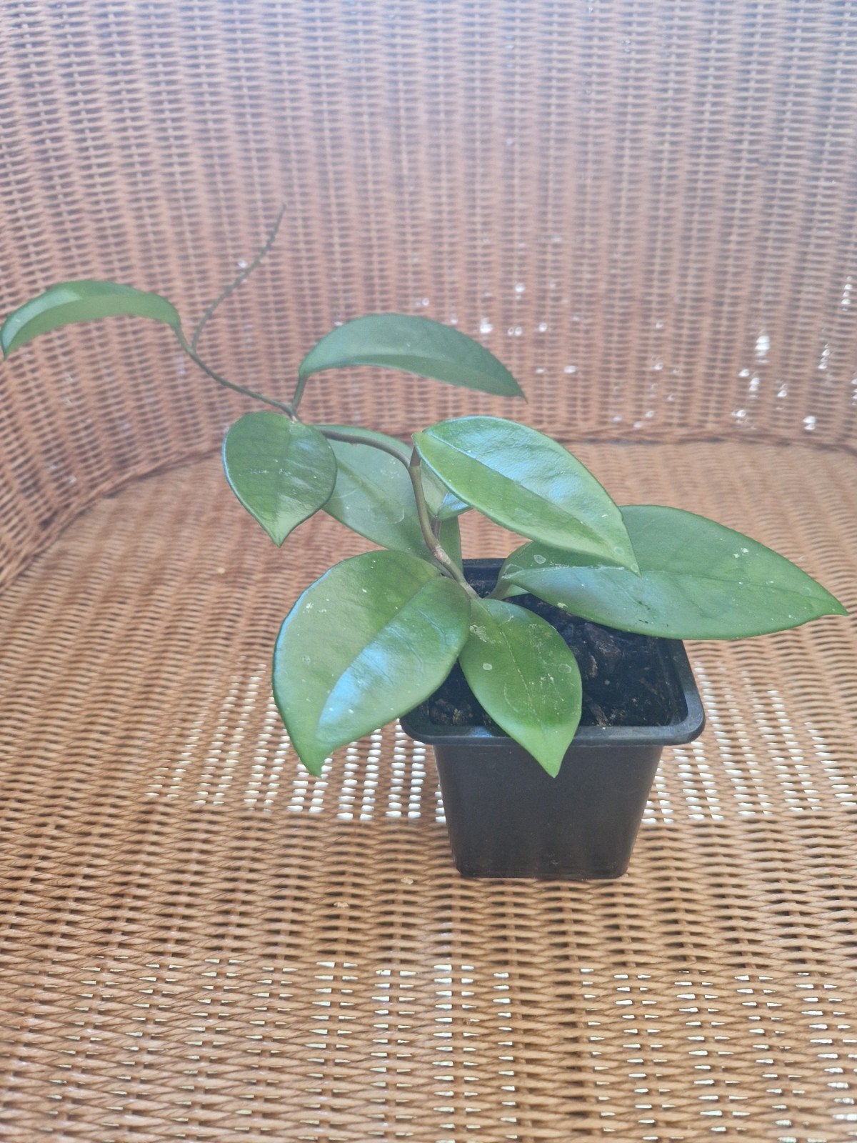 Hoya Fungii, Enlèvement ou Envoi