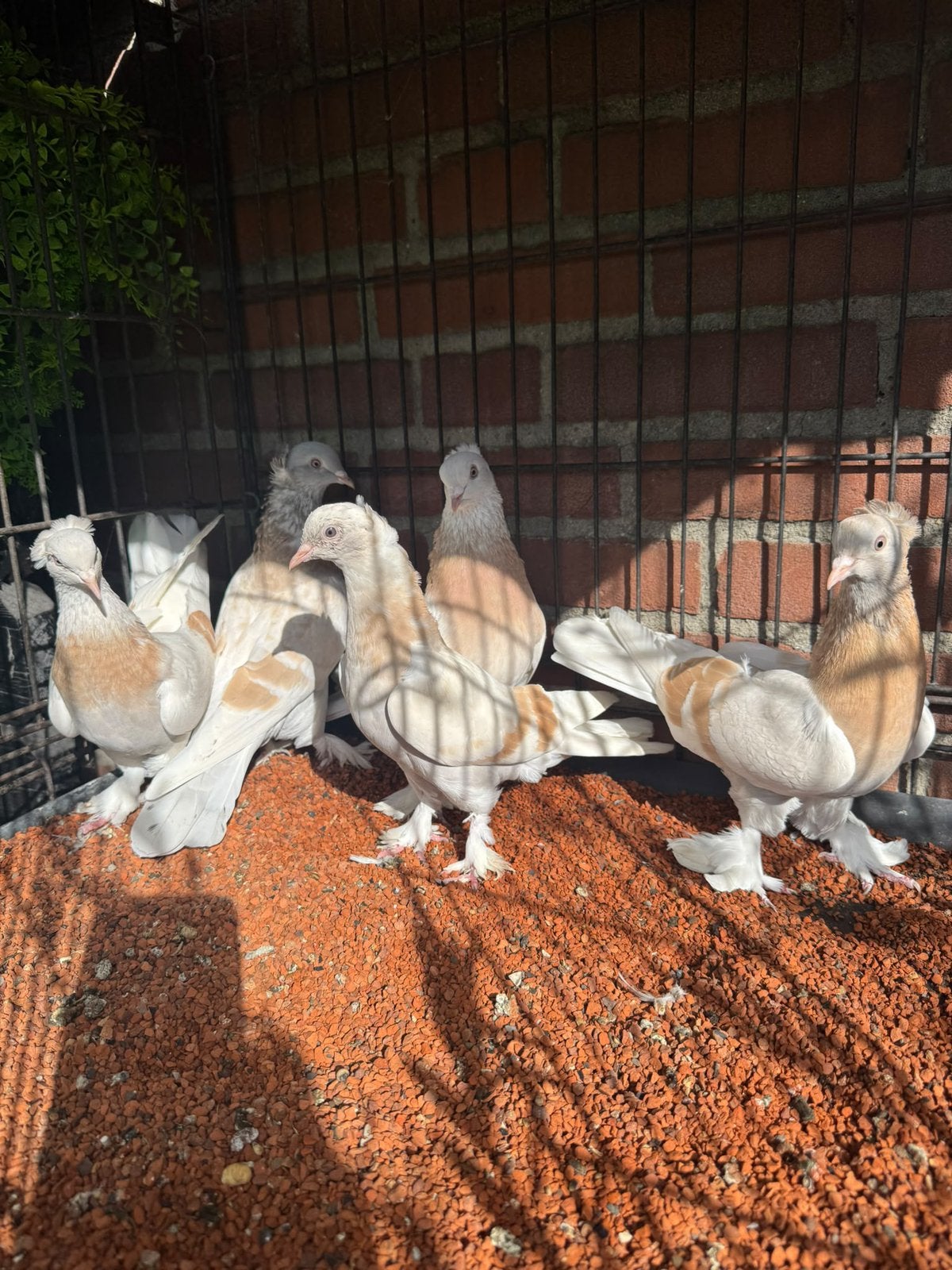 Takla limon tekkeli, Dieren en Toebehoren