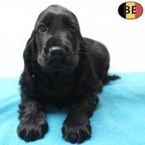 Cocker Anglais - chiots jouettes à vendre, Commerçant, Maladie de Carré (chiens), Plusieurs, Belgique