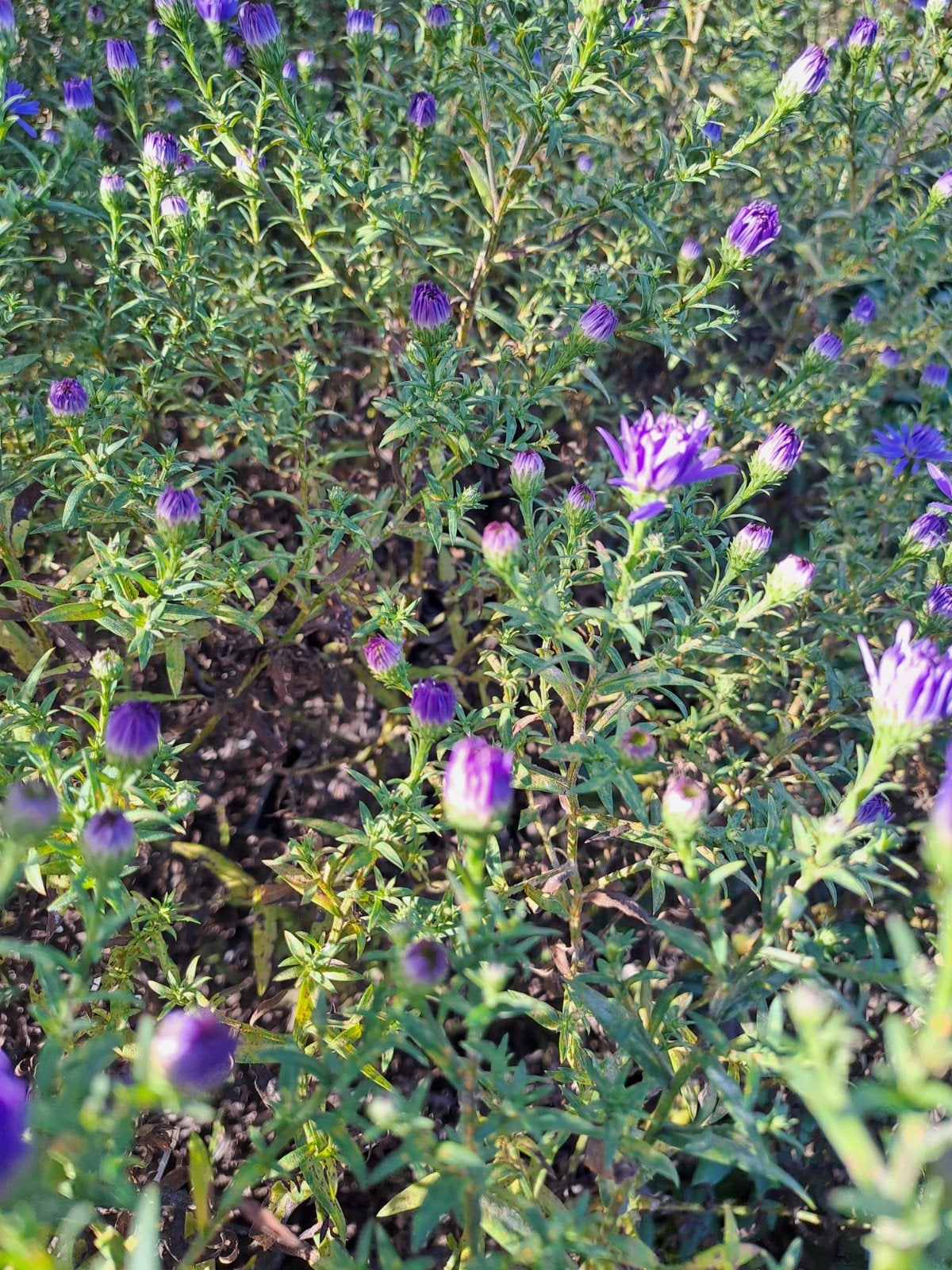 Aster Blue Wonder, Ophalen