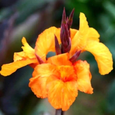 Canna 'Wyoming', fleurs d'oranger, Jardin & Terrasse, Plantes | Jardin, Plante fixe, Autres espèces, Mi-ombre, Été, Enlèvement
