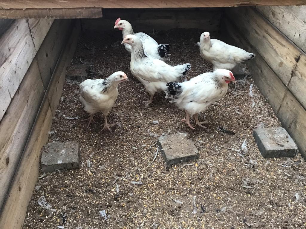 Sussex kippen, Dieren en Toebehoren, Pluimvee, Vrouwelijk, Kip