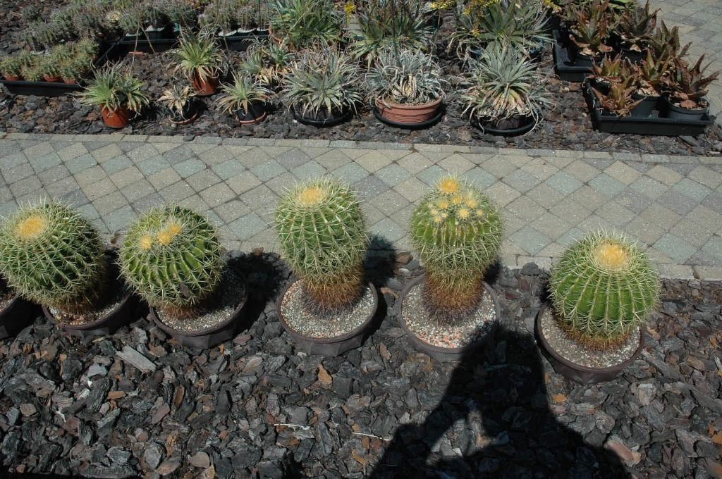 CACTUS :ECHINOCACTUS GRUSONII, Huis en Inrichting, Kamerplanten, Ophalen, Minder dan 100 cm, In pot, Cactus
