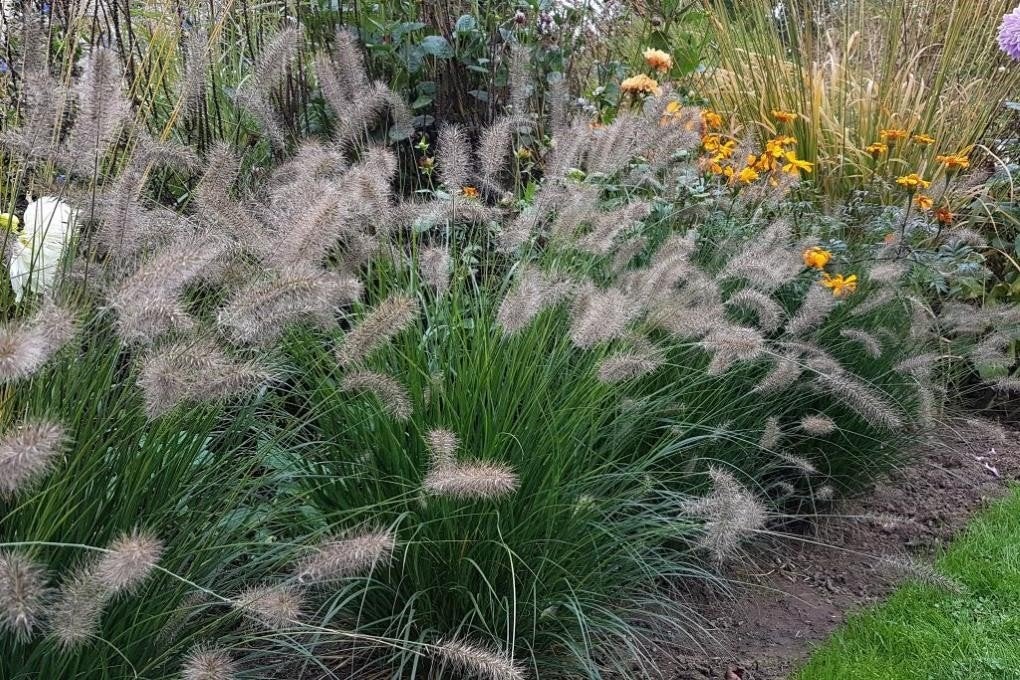 Pennisetum "Hameln", Tuin en Terras, Ophalen, Herfst