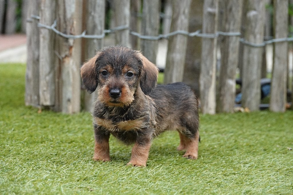 Prachtige ruwharige dwergteckels, met stamboom (wildkleur), Parvo, België, 8 tot 15 weken, Dwerg