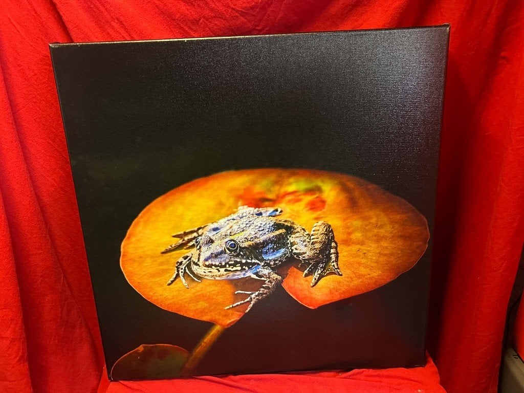 Fotokaders , kikker,libelle en insect.Verschillende fotos., Antiek en Kunst, Ophalen of Verzenden, Foto, Fotografie
