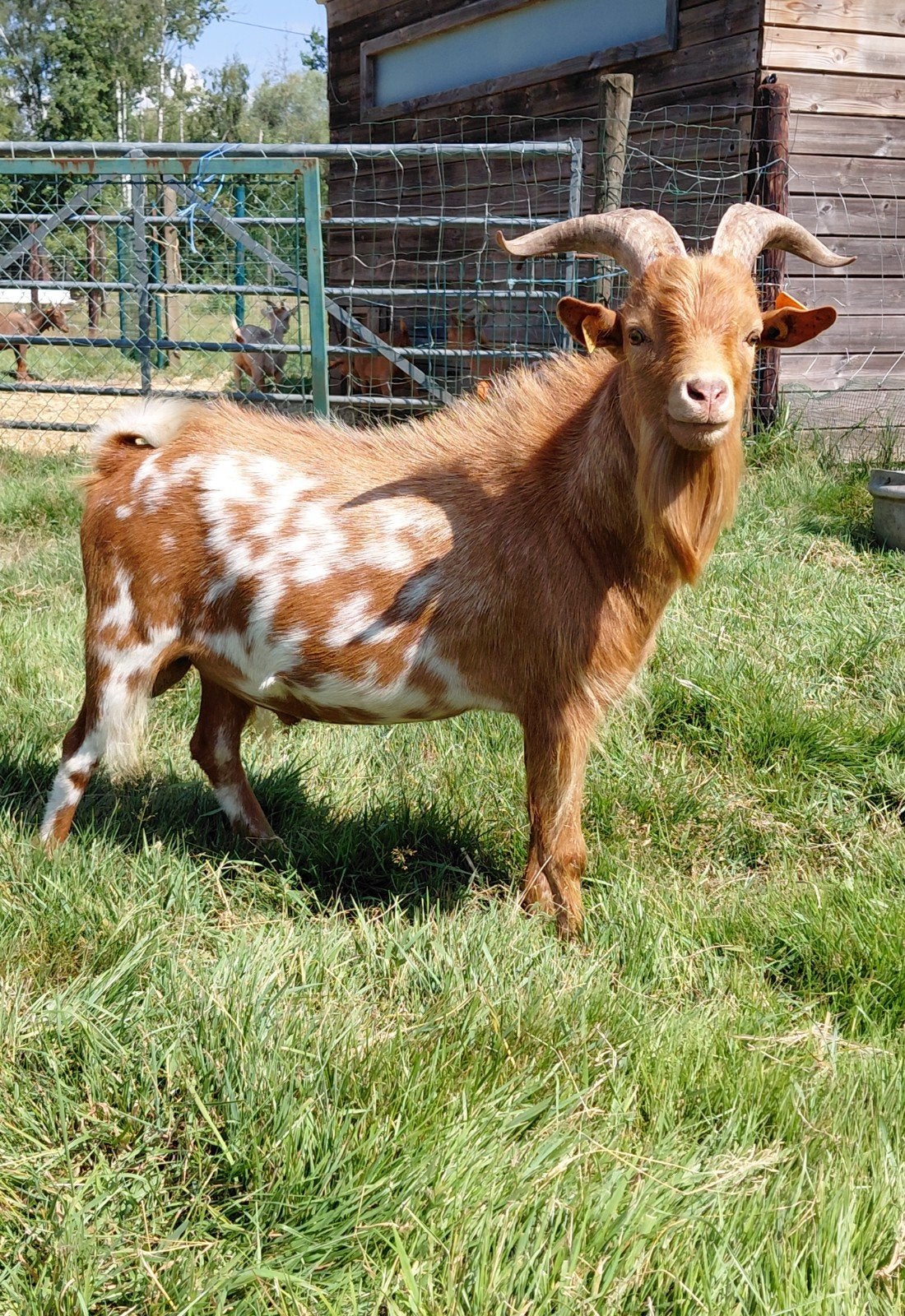 abrikoos stippel bokje, Animaux & Accessoires