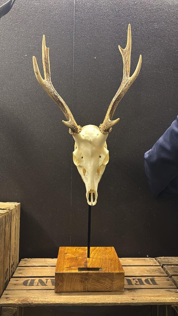Origineel Japans Sika Hert op display, Ophalen of Verzenden, Nieuw, Hert, Gewei of Kop