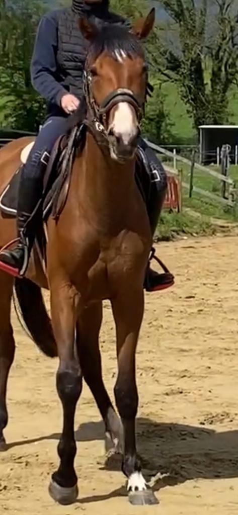 Mooie 3 jarige dressuurmerrie, Dieren en Toebehoren, Merrie, Met stamboom, Dressuurpaard, Zadelmak