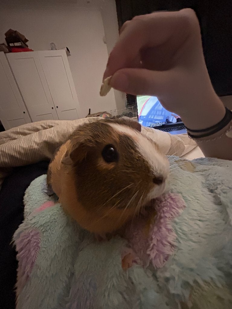 GEZOCHT! Cavia zeugje/gecastreerd beertje 2-3 jaar oud, Dieren en Toebehoren, Knaagdieren, Vrouwelijk, Cavia, Augustus, Tam