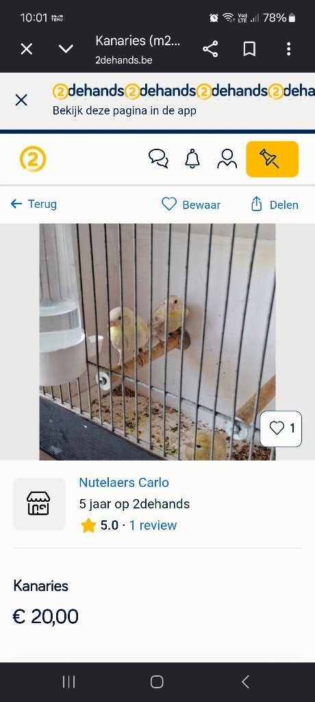 Kanaries, Dieren en Toebehoren, Vogels | Kanaries