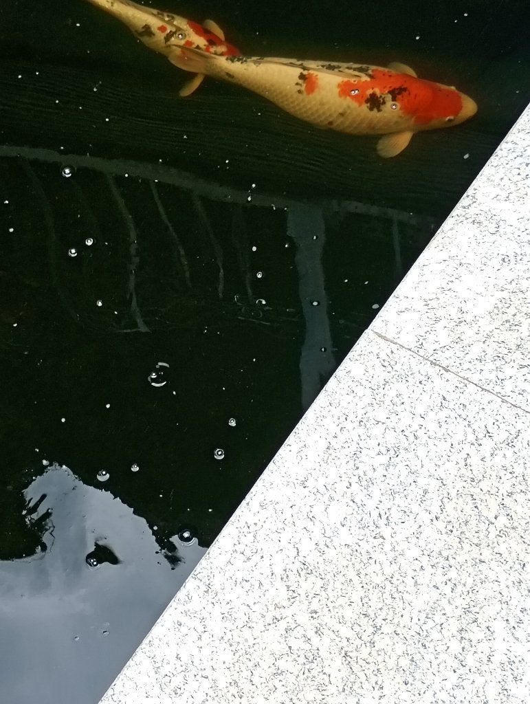 Japanse koi, Karper of Koi