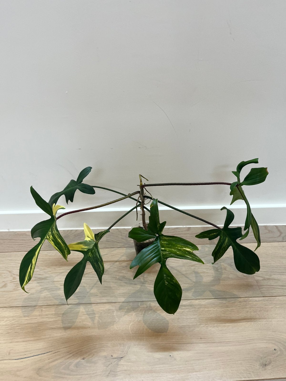 Philodendron Florida Beauty, Huis en Inrichting, Verzenden
