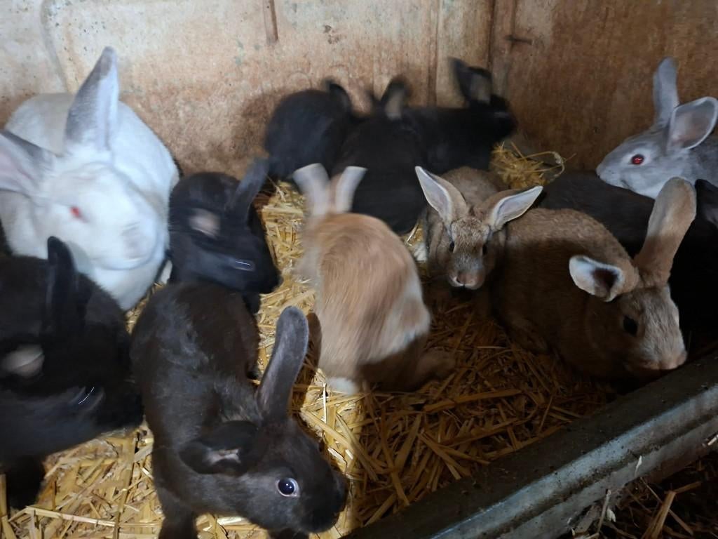 konijnen jongen, Dieren en Toebehoren, Konijnen, Geslacht onbekend, Groot, 0 tot 2 jaar