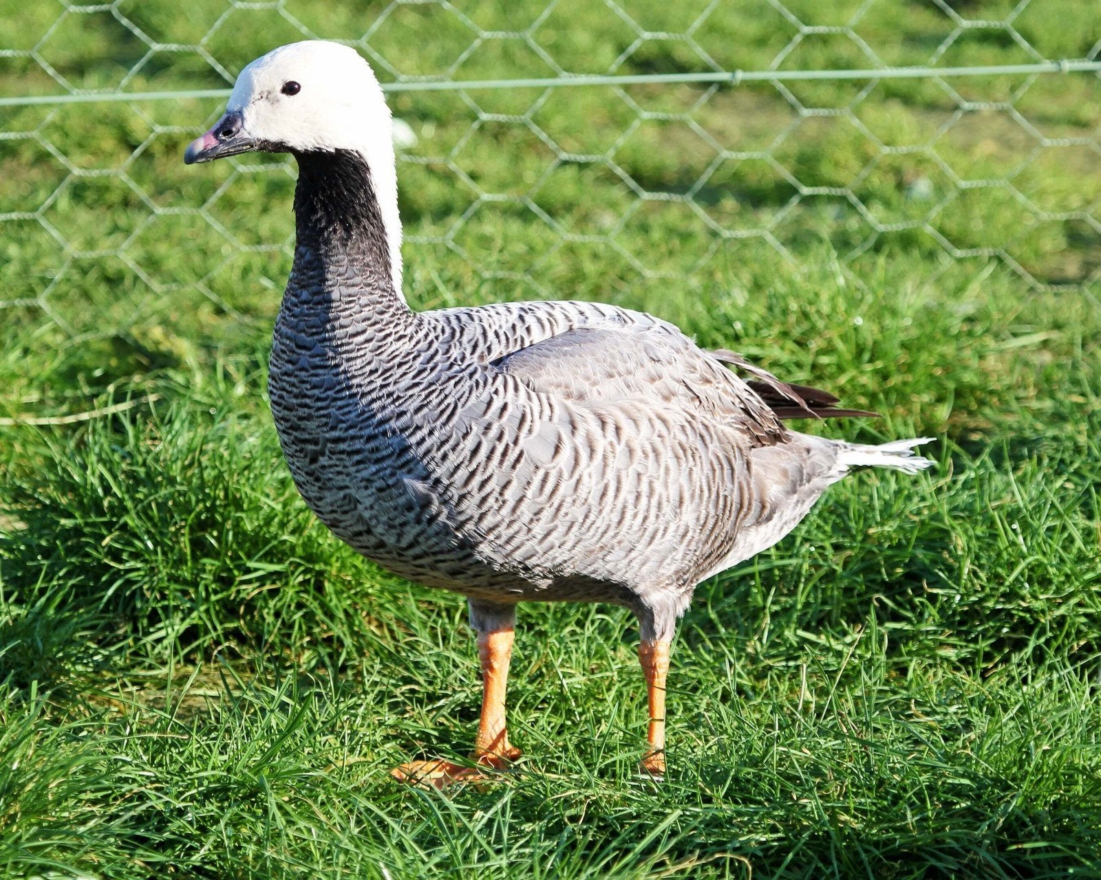 0,1 Keizergans kweekrijp, Animaux & Accessoires, Volatiles
