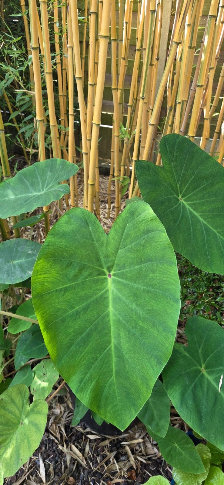 Olifantenoor. Prachtige grote planten., Ophalen