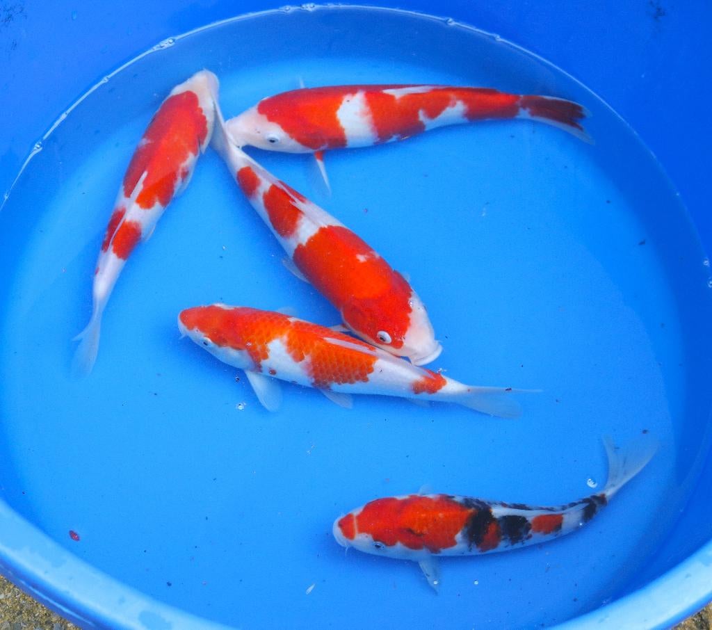 koi Gosanke, Karper of Koi