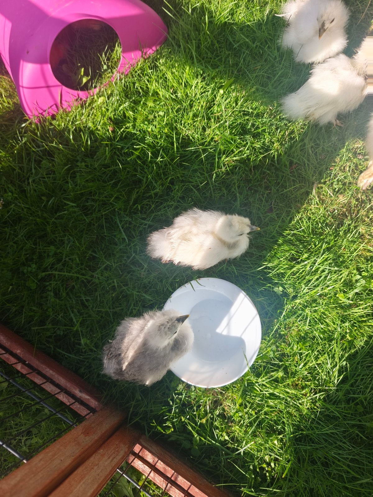 zijde hoen kuikens, Dieren en Toebehoren