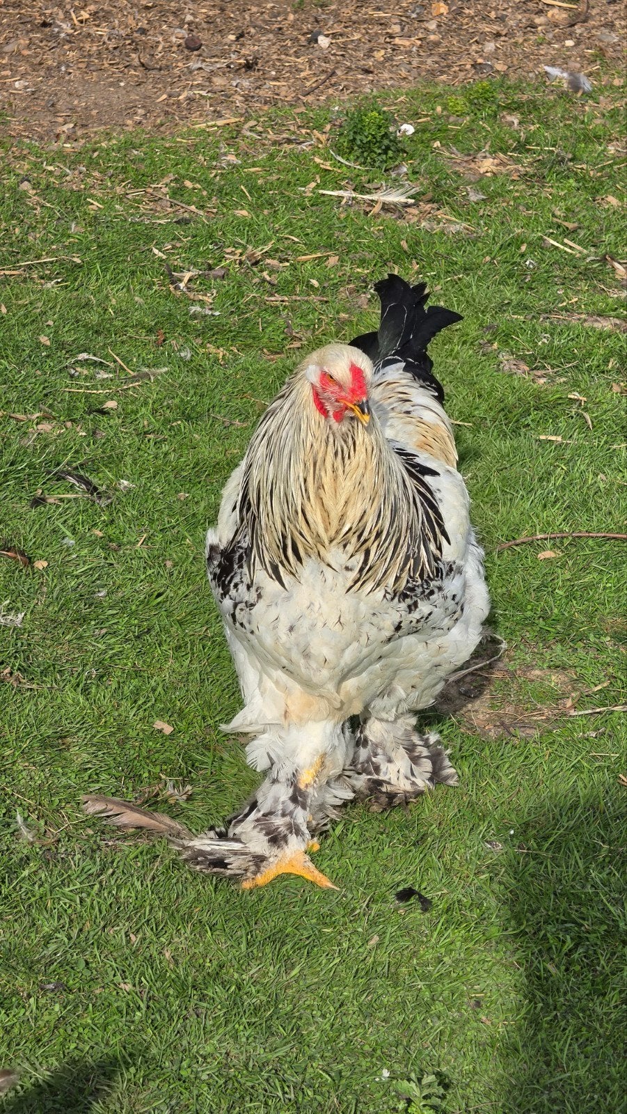 Brahma Groothoenders (div. kleuren) te koop – 100% raszuiver