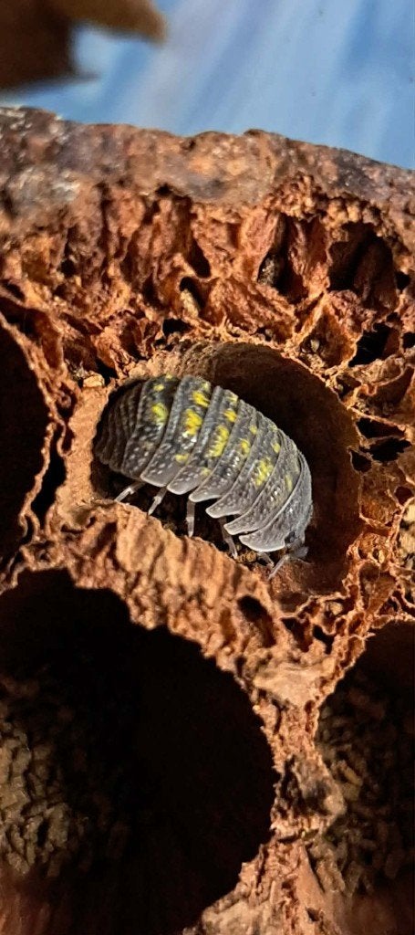 isopods, Dieren en Toebehoren