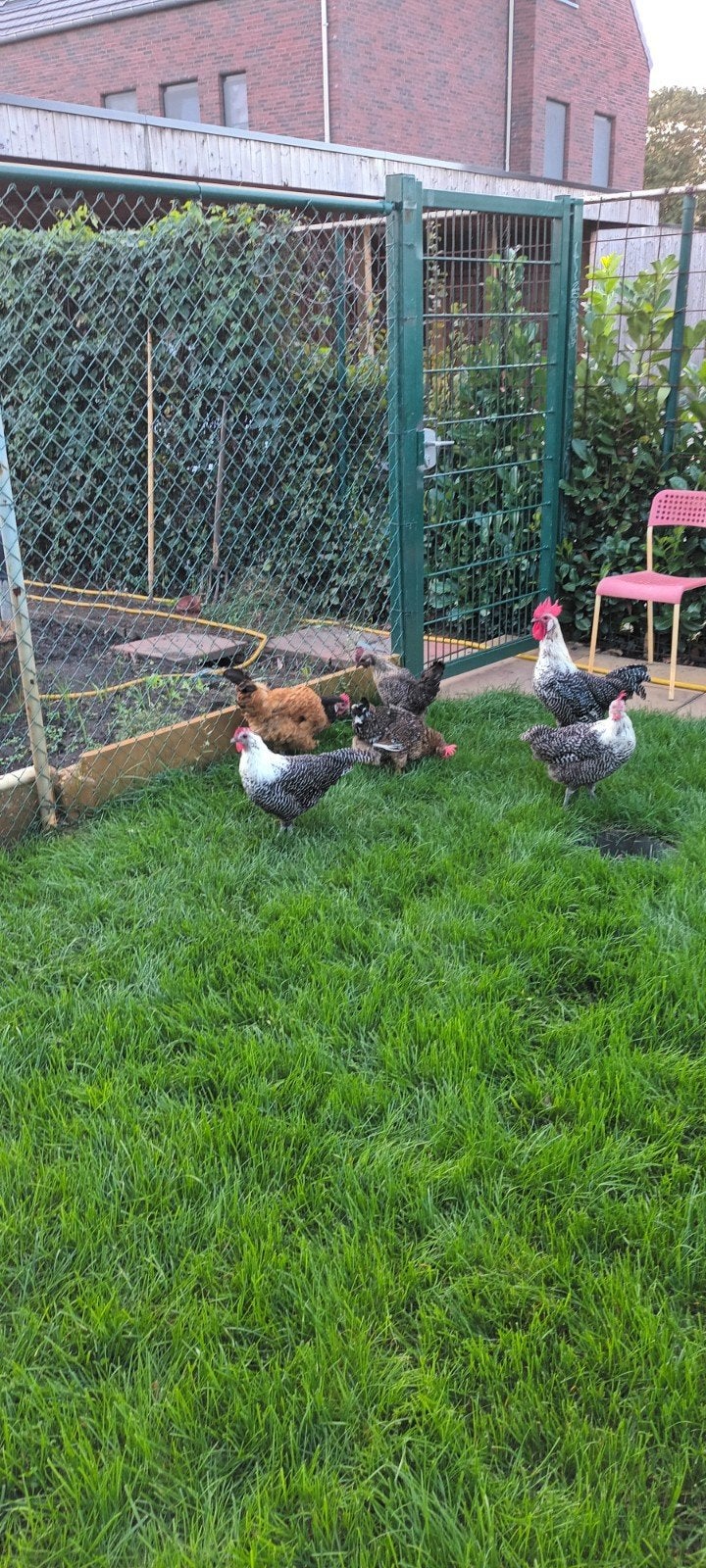Kippen, Femelle, Poule ou poulet