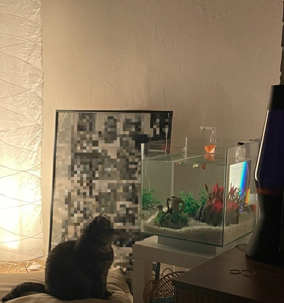 Aquarium, Dieren en Toebehoren, Ophalen, Inclusief toebehoren, Gebruikt, Leeg aquarium