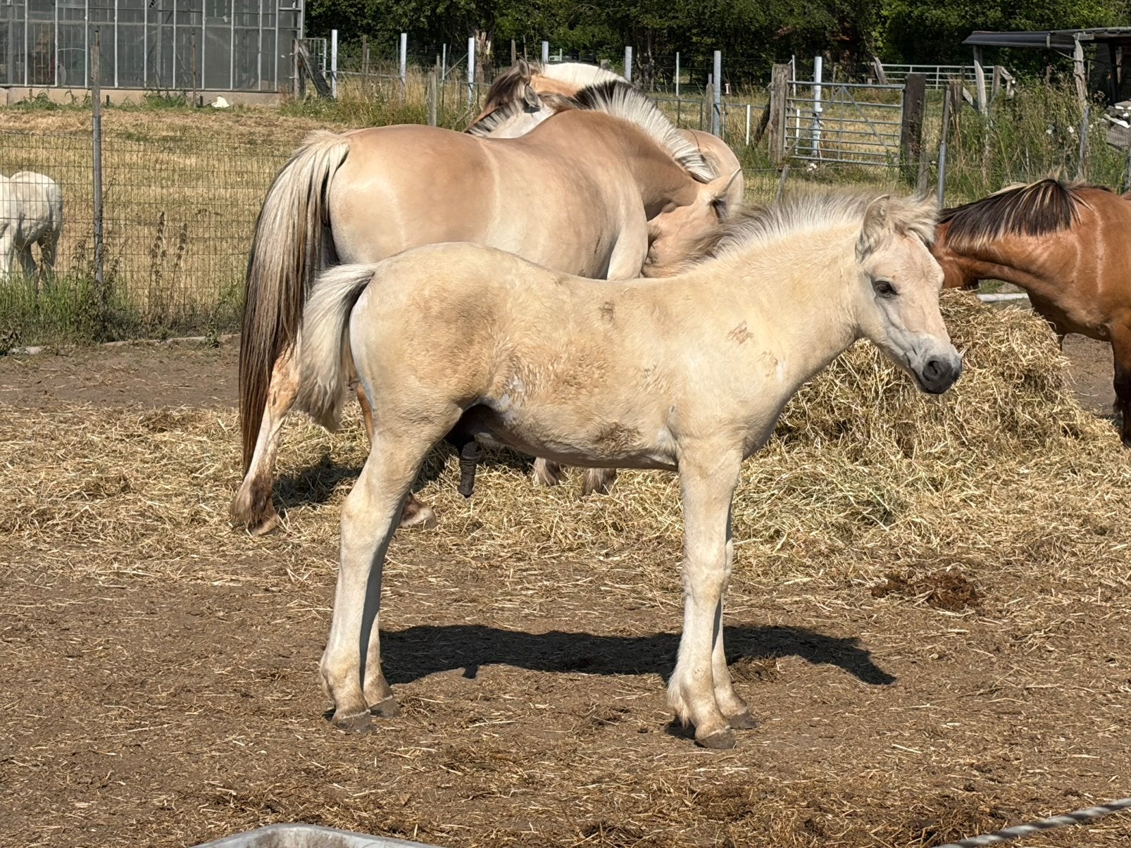 Verschillende fjorden, Animaux & Accessoires, Plusieurs animaux