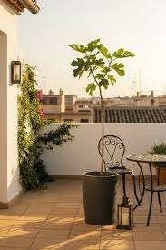1 vijgenboom brown turkey in POT 70 cm hoog, Jardin & Terrasse, Enlèvement, En pot, Figuier