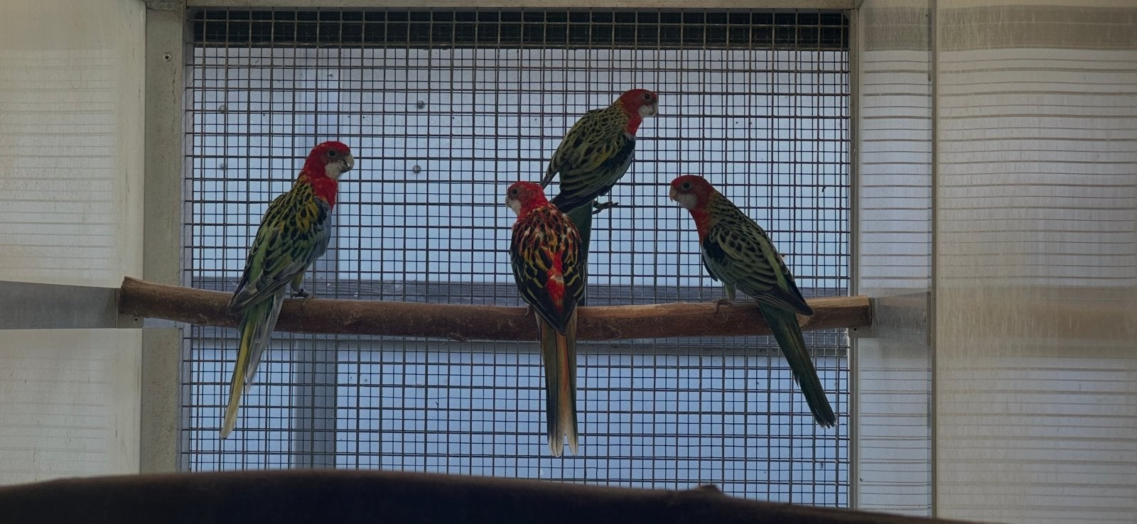 Rosella’s, Geslacht onbekend, Parkiet, Geringd