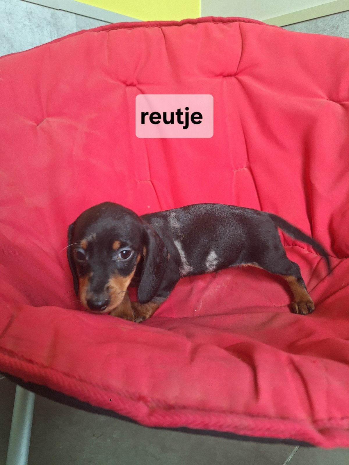 Dwergteckel puppy's, Dieren en Toebehoren, België, CDV (hondenziekte), 8 tot 15 weken, Korthaar