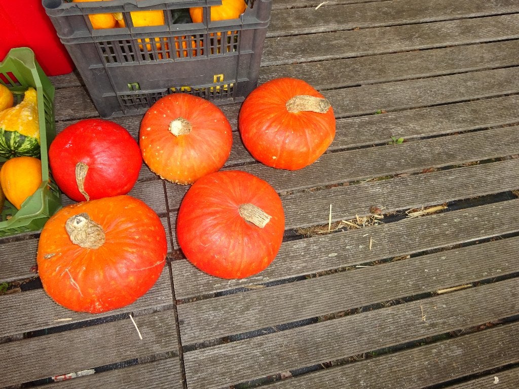 eetpompoenen, Ophalen