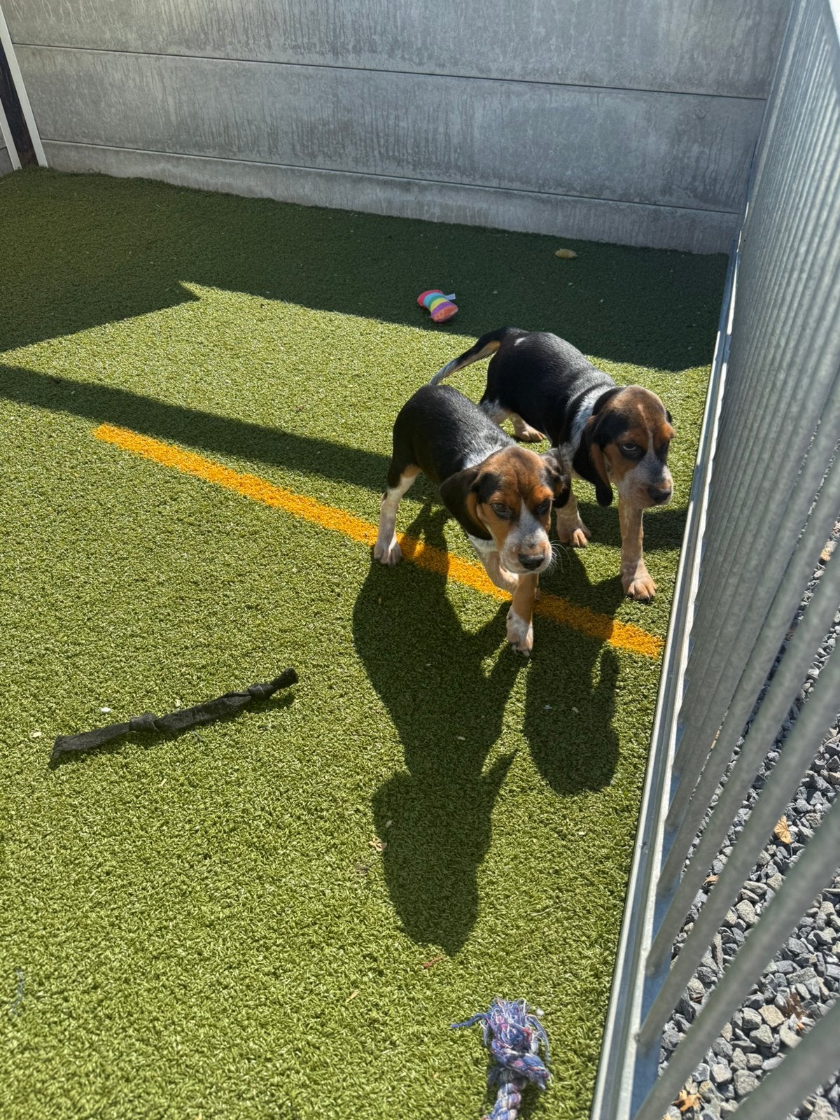 Speelse bocker pups (Engelse cocker x beagle), België, 15 weken tot 1 jaar, CDV (hondenziekte), Meerdere